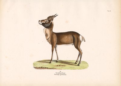  de Conrad Kull