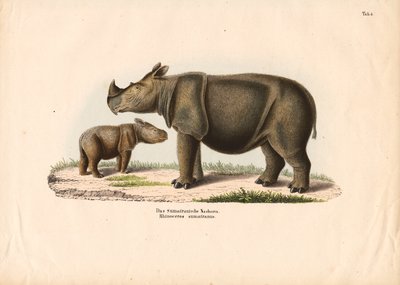  de Conrad Kull