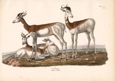  de Conrad Kull
