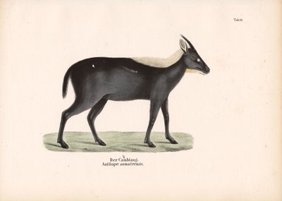  de Conrad Kull
