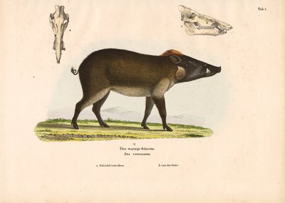  de Conrad Kull