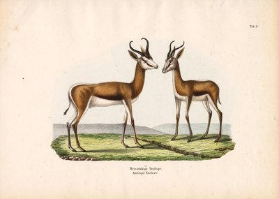  de Conrad Kull