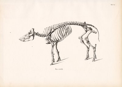  de Conrad Kull