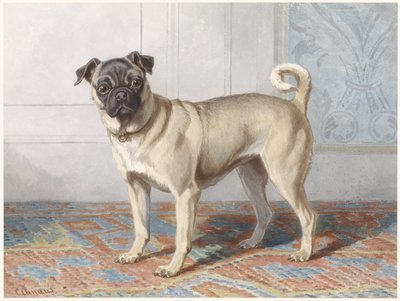Retrato del carlino de Edwin vom Rath
Retrato del carlino de la familia Vom Rath de Conradijn Cunaeus