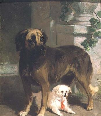 Un mastín y un bichón de Conradyn Cunaeus