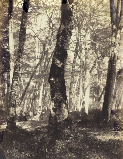 Estudio en el bosque de Barbizon, 1860-69 de Constant Alexandre Famin