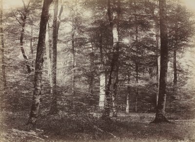 Untitled (The Forest of Fontainbleau) de Constant Alexandre Famin