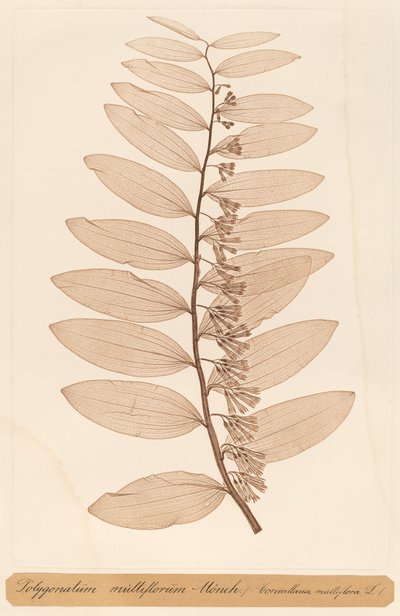 Polygonatum multiflorum Monch de Constetin von Ettinghausen and Alois Pokorny