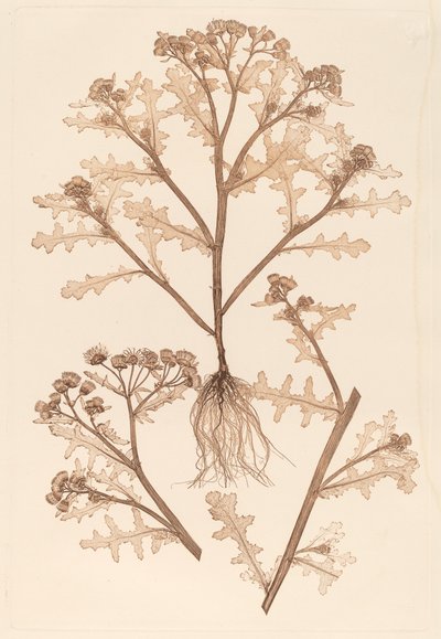 Senecio viscosus de Constetin von Ettinghausen and Alois Pokorny