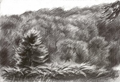 Dibujo de un bosque de pinos de Corné Akkers