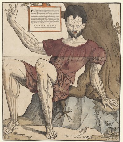 Las venas del cuerpo humano. de Cornelis Anthonisz.
