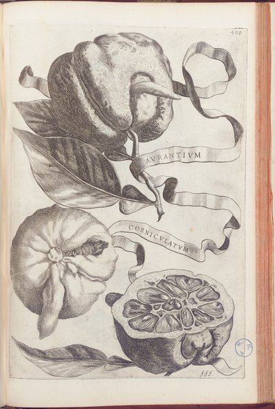 Naranja Cornuda, lámina 409 de "Hesperides sive de Malorum Aureorum Cultura et Usu Libri Quatuor" por Giovanni Battista Ferrari, 1646 de Cornelis Bloemaert