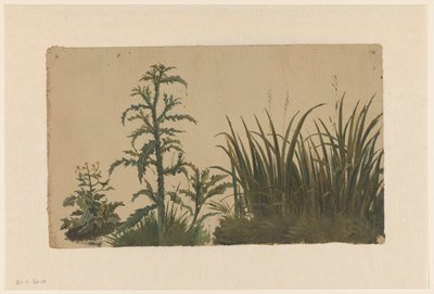 Cardo y caña de Cornelis Johannes de Vogel