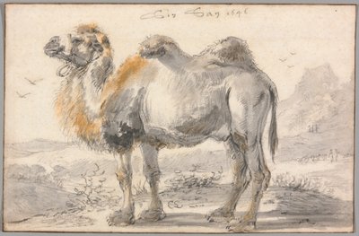 Un camello de Cornelis Saftleven