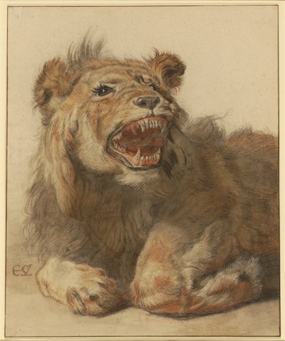 Un león gruñendo, c.1625-33 (tiza negra y roja con aguadas negras y marrones) de Cornelis Saftleven