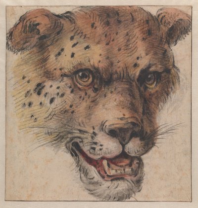 La cabeza de un leopardo de Cornelis Saftleven