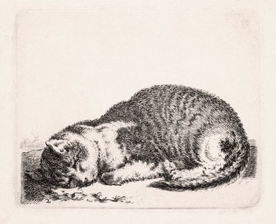 Gato durmiendo, c.1607-81 de Cornelis Saftleven