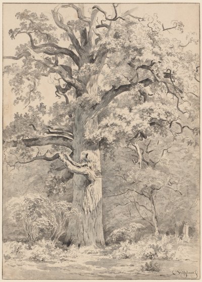 Un roble gigante al borde de un bosque de Cornelis Steffelaar