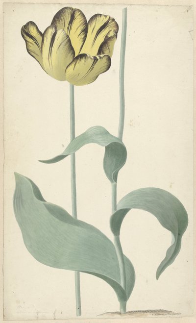De tulp Bizard Louis d
