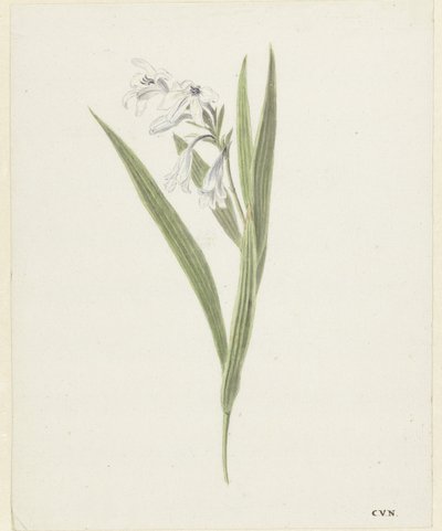 Fresia de Cornelis van Noorde