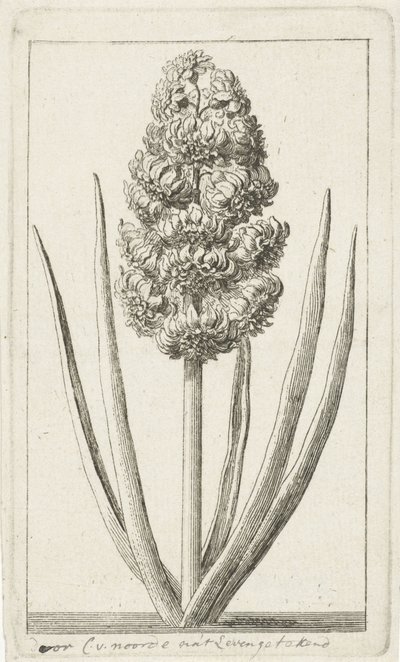 Jacinto de Cornelis van Noorde