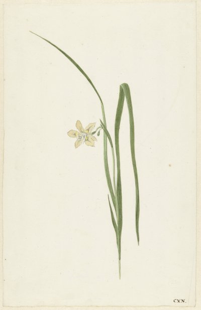 Iris de Cornelis van Noorde