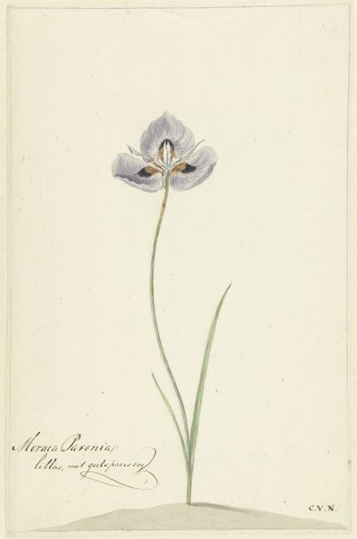 Iris de Cornelis van Noorde