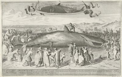 Cachalote varado en Egmond aan Zee, 1764 Cagelot o Potwhale, de unos 60 pies de largo, justo al norte de Egmond op Zee Varado vivo el 15 de febrero de 1764. El 1 de marzo allí en subasta Vendido por 810 florines (título sobre el objeto) de Cornelis van Noorde