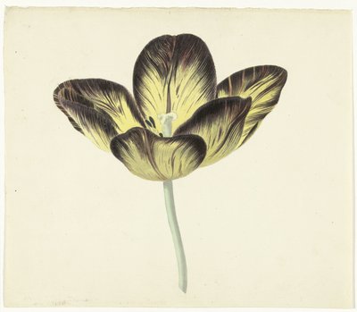 Tulipán llamado Bizard Egyptienne de Cornelis van Noorde