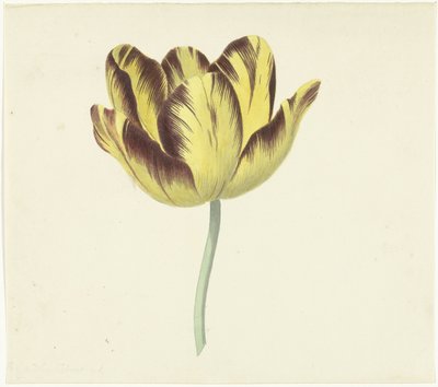Tulip llamado Bizard Le Febure No. 1 de Cornelis van Noorde