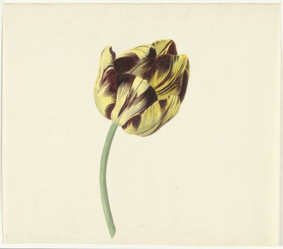 Tulipán llamado Bizard Pontifex Romanus de Cornelis van Noorde