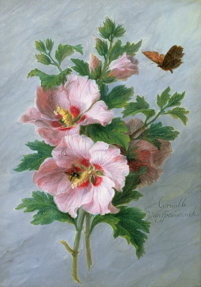 Hibisco contra un borde de mármol de Cornelis van Spaendonck