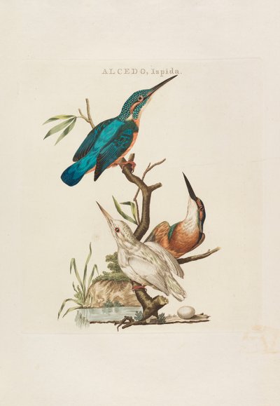 Nederlandsche vogelen: volgens hunne huishouding, aert, en eigenschappen, 1770-1829 de Cornelius Nozeman