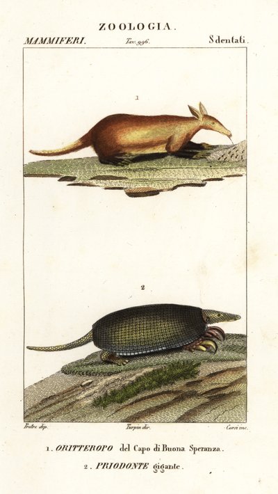 Osovares y armadillos gigantes de Corsi Corsi