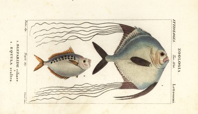 Pámpano africano, Alectis ciliaris, Blepharis ciliaris, Blefaride ciliare 1 y pez poni, Poulain ruse, Leiognathus equulus 2 de Corsi Corsi