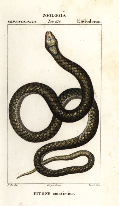 Pitón amatista, Simalia amethistina de Corsi Corsi