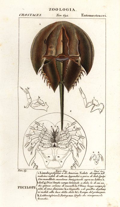 Cangrejo de herradura del Atlántico, Limulus polyphemus de Corsi Corsi