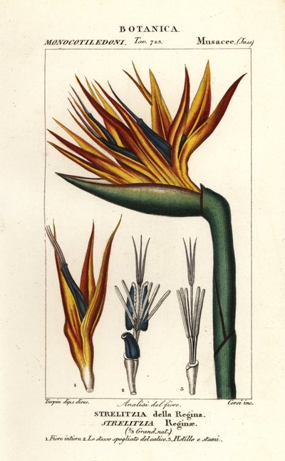 Flor de ave del paraíso, Strelitzia reginae de Corsi Corsi