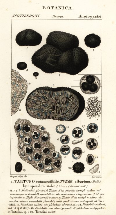 Trufa negra, Tuber melanosporum (Tuber cibarium, Tartufo commestibile, Lycoperdon tuber) de Corsi Corsi