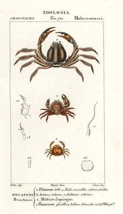 Cangrejo de las cerdas, Pilumnus hirtellus 1, cangrejo soldado azul claro, Mictyris longicarpus 2, cangrejo de los guisantes, Pinnotheres pisum 3 de Corsi Corsi
