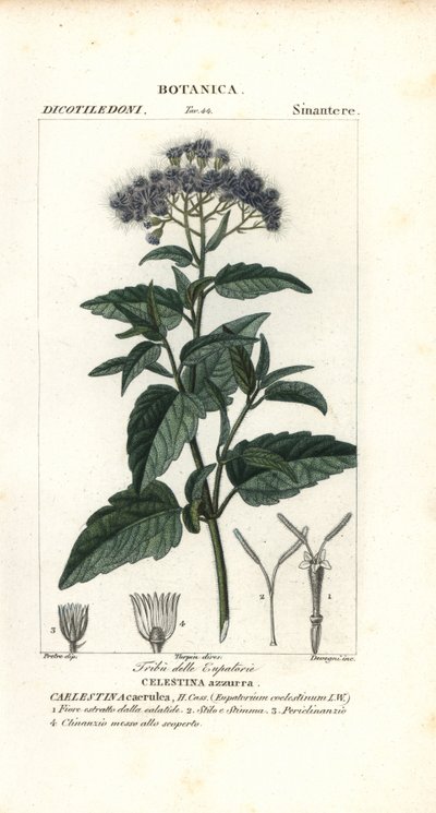 Niebla de mariposa, Ageratum corymbosum de Corsi Corsi