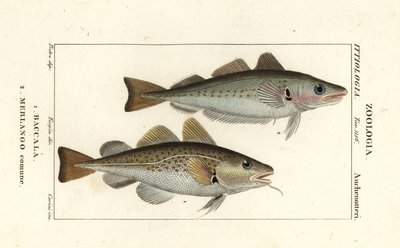 Bacalao, Gadus morhua, Baccala 1 y pescadilla, Merlangius merlangus, Merlango comune 2 de Corsi Corsi