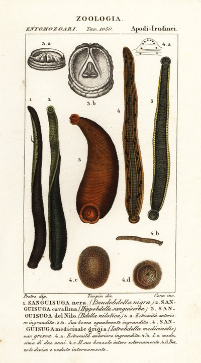 Sanguijuela negra común, Hirudo verbana, var de Corsi Corsi