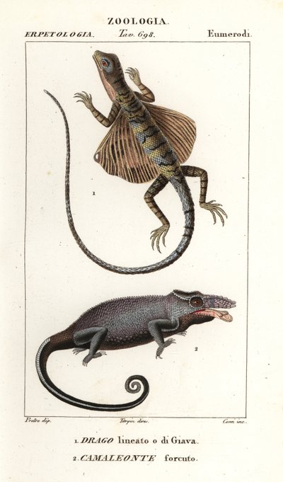 Dragón volador común y camaleón de dos cuernos de Corsi Corsi