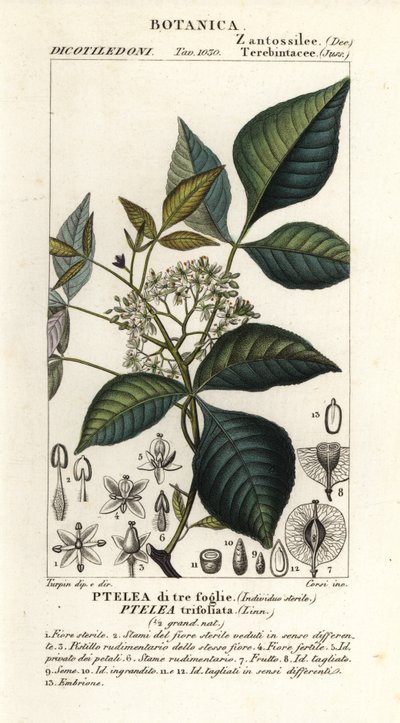 Árbol de lúpulo común, Ptelea trifoliata, ptelea de tres hojas de Corsi Corsi