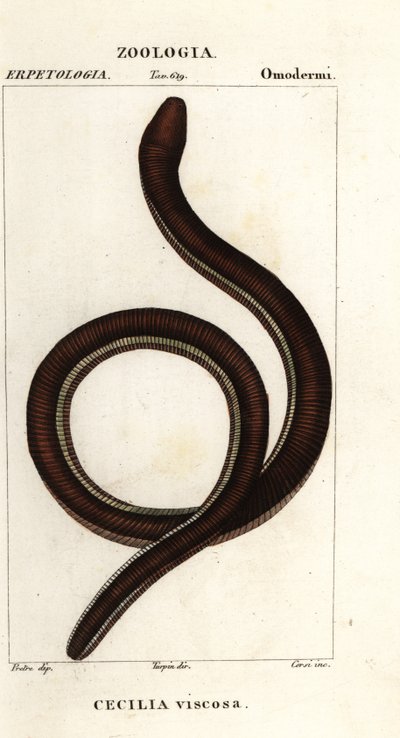 Cecilia común de bandas amarillas, Ichthyophis glutinosus de Corsi Corsi