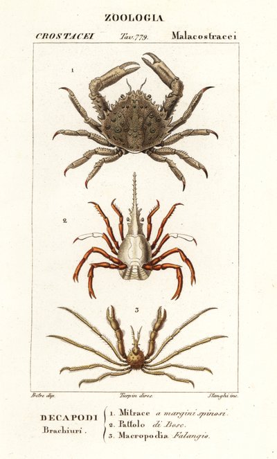 Cangrejo de coral, cangrejo de flecha y cangrejo araña de Leach de Corsi Corsi