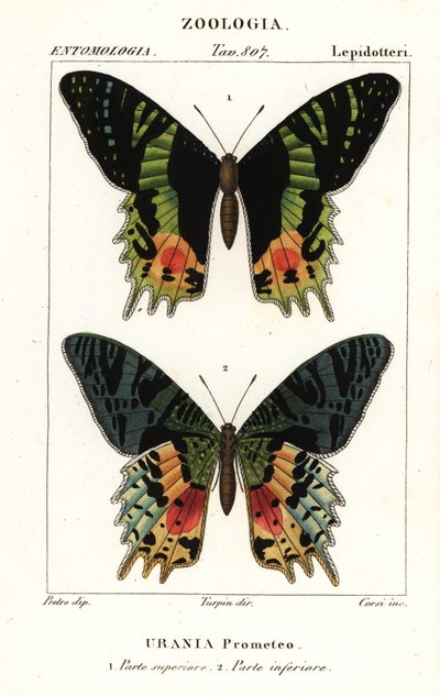 Polilla del ocaso de África Oriental, Chrysiridia croesus de Corsi Corsi