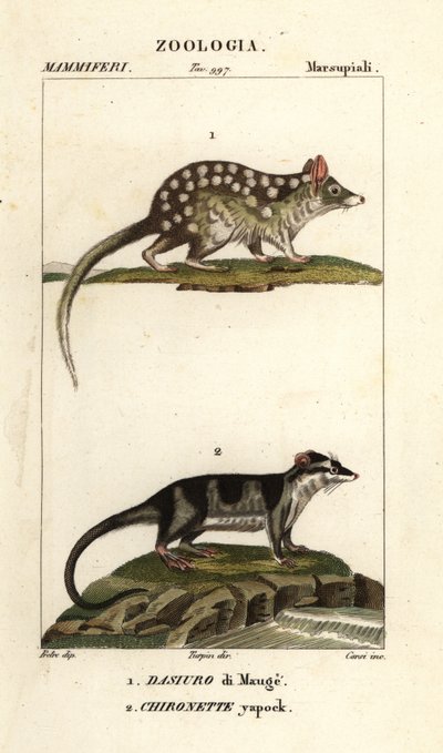 Cuollos orientales y zarigüeyas de agua de Corsi Corsi