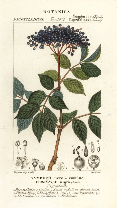 Saúco negro europeo, Sambucus nigra, Sambuco nero o comune de Corsi Corsi